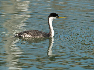 Western Grebe _A142240.jpg
