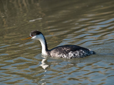 Western Grebe _B012987.jpg