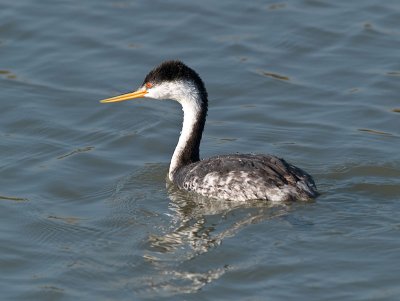 Western Grebe _B012997.jpg