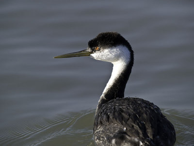 Western Grebe _B013018.jpg