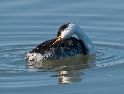 Western Grebe _B023145.jpg