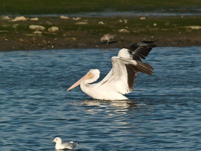 White Pelican  _A202272.jpg