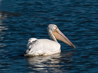 White Pelican  _A212299-2.jpg