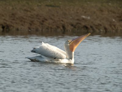 White Pelican _A202262.jpg