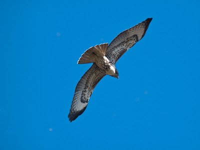 Red-tailed Hawk _B033333.jpg