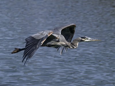 Great Blue Herons in Flight