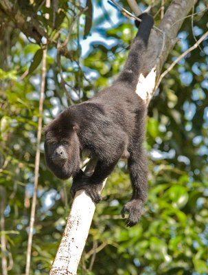 Howler Monkey  _1078587.jpg