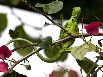 Baby Iguana _1159108.jpg