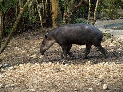 Bairds Tapir _1078660.jpg