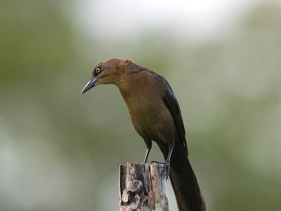 Female Great-tailed Grackle _1199566.jpg