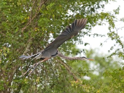 Great Blue Heron _1088807.jpg
