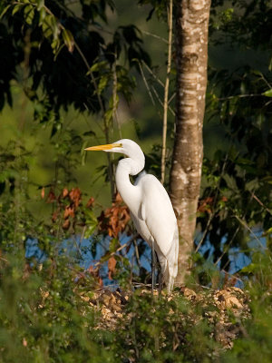 Great Egret _1144592.jpg