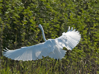 Great Egret _1184822.jpg