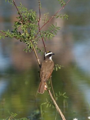 Great Kiskadee _1134468.jpg