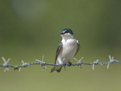 Mangrove Swallow _1124401.jpg