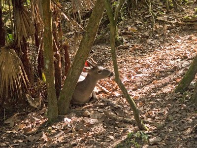 Red Brocket Deer _1078665.jpg