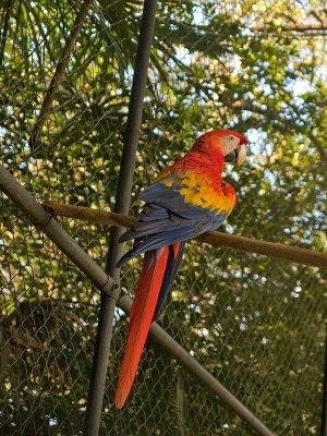 Red-lorred Parrot _1078648.jpg