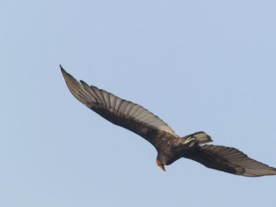 Savanna Vulture _4212881-01.jpg