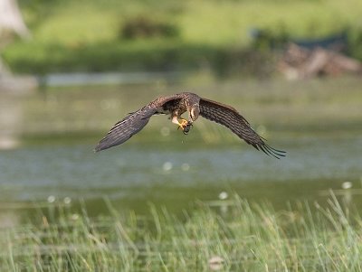 Snail Kite _1159184.jpg