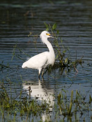 Snowy Egret _1068498.jpg