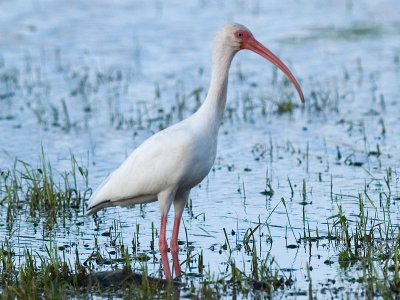 White Ibis _1068508.jpg