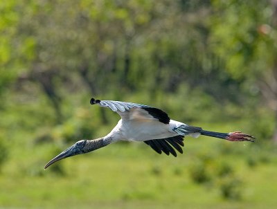 Wood Stork _1124416.jpg