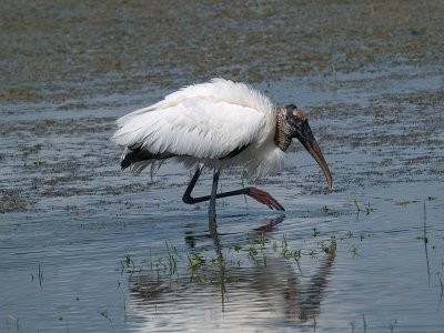 Wood Stork _1179422.jpg