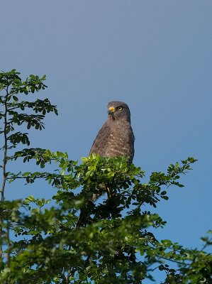 Hook-billed Kite _1184786.jpg