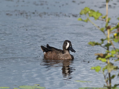 Blue-winged Teal _1159196.jpg