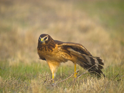Juv. Hen Harrier in the fog PB170516.jpg
