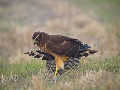 Juv. Hen Harrier in the fog PB170519.jpg