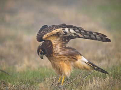 Juv. Hen Harrier in the fog PB170521.jpg