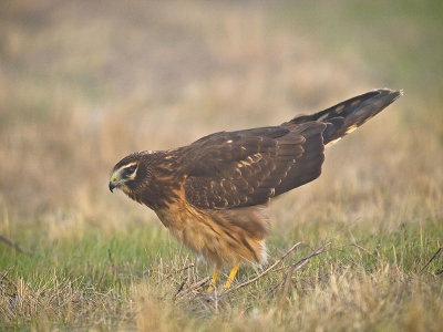 Juv. Hen Harrier in the fog PB170525.jpg