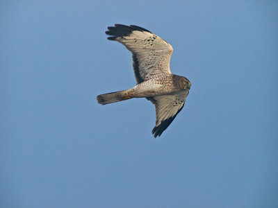 Male Harrier in the fog PB170504.jpg