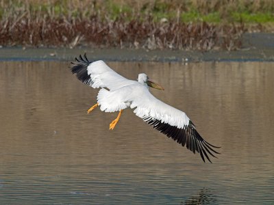 White Pelican PB241393.jpg