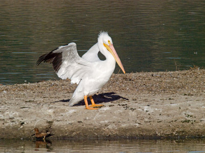 White Pelican PB241410.jpg