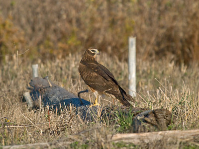 Harrier PB231235.jpg