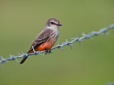 Female Vermillion Flycatcher PB281692.jpg