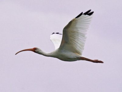 White Ibis PB281610.jpg