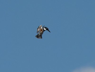 Belted Kingfisher PC072918c.jpg