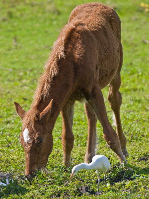 Cattle Egret  & Friend having Lunch PC042446-2.jpg