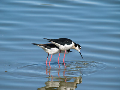 Mating Stilts _3177783.jpg