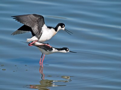 Mating Stilts _3177796.jpg