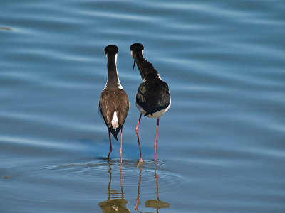 Mating Stilts _3177802.jpg