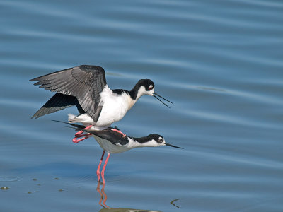 Mating Stilts _3177797.jpg