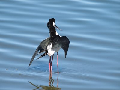 Mating Stilts _3177801.jpg