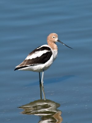 Avocet _3177878.jpg