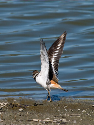 Killdeer _3177867.jpg