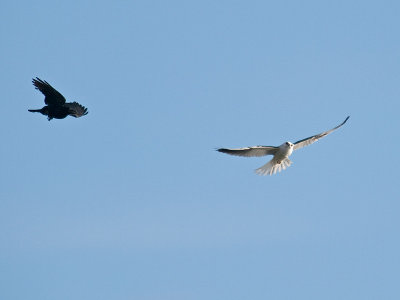 Crows Kites _3157637.jpg
