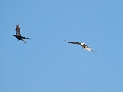 Crows Kites _3157641.jpg